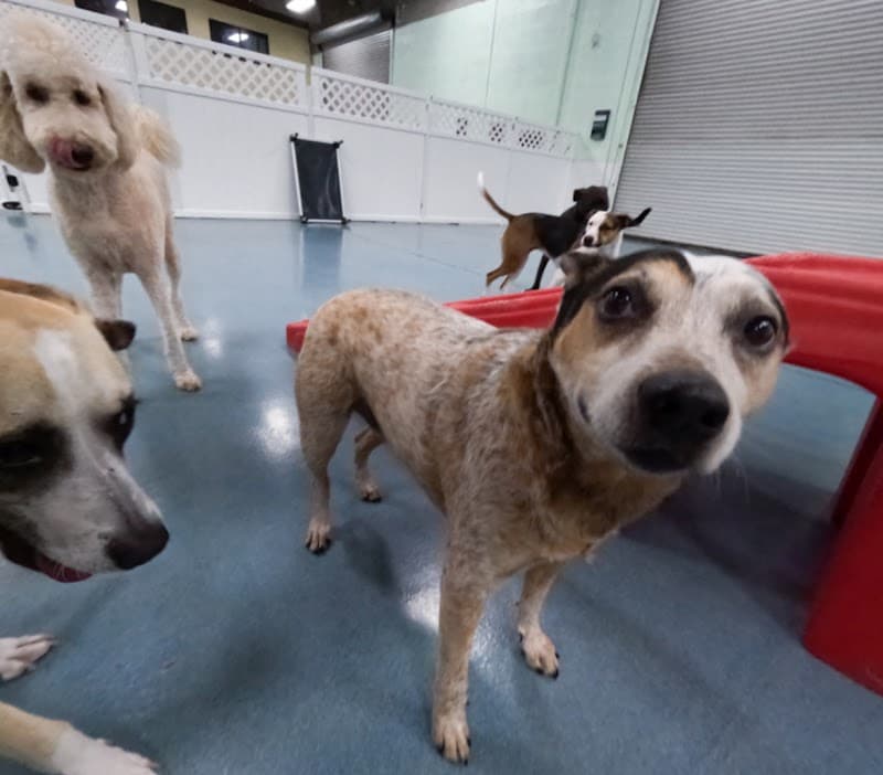 24 Hour Dog Daycare - Dog Park in Escondido, CA | Indoor Dog Park