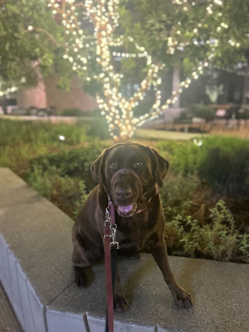 "I Said Sit!" School for Dogs - Dog Park in Los Angeles, CA | Indoor Dog Park