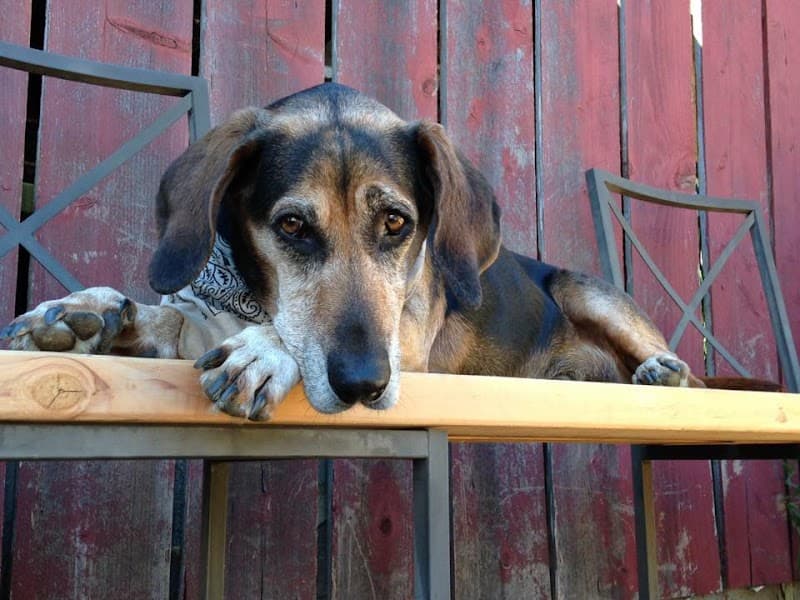 Hang Around Hound - Dog Park in San Francisco, CA | Indoor Dog Park
