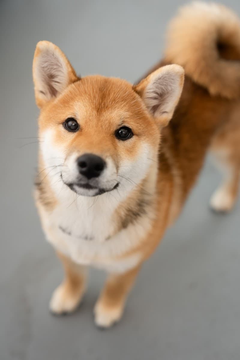 Lombard Doggy Daycare - Dog Park in San Francisco, CA | Indoor Dog Park