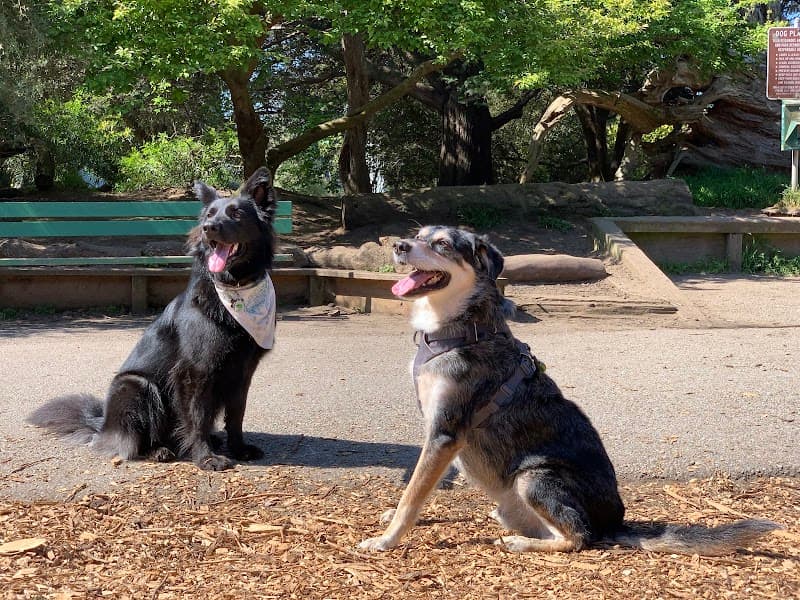 Mountain Lake Park Dog Play Area - Dog Park in San Francisco, CA | Indoor Dog Park