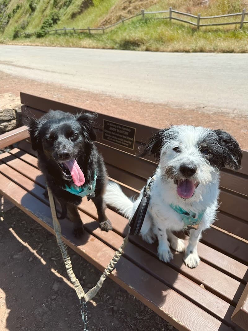 Pacha Dog Care - Dog Park in San Francisco, CA | Indoor Dog Park