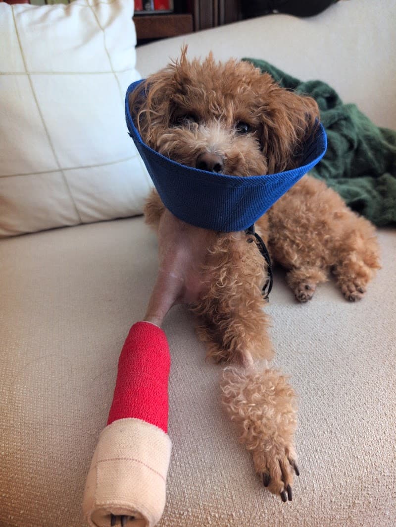 SF Puppy Love - Dog Park in San Francisco, CA | Indoor Dog Park