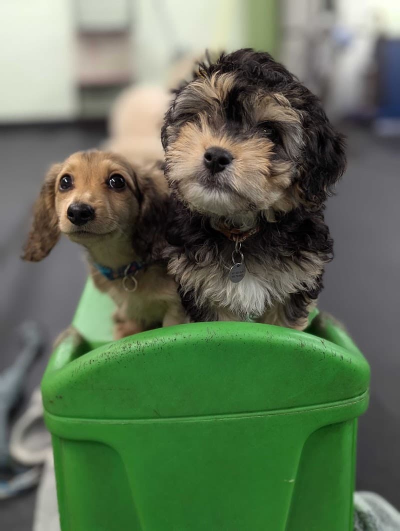 SF Puppy Prep - Dog Park in San Francisco, CA | Indoor Dog Park