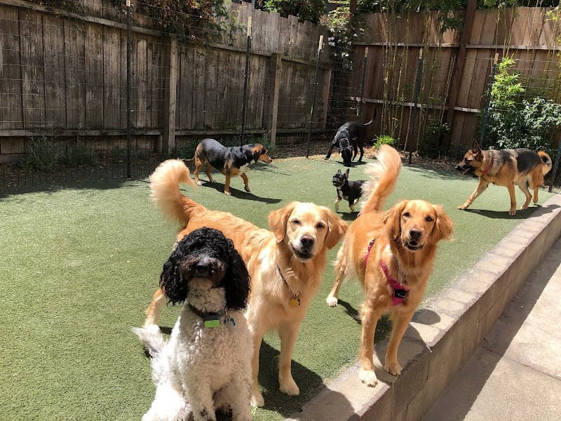 The Grateful Dog - Dog Park in San Francisco, CA | Indoor Dog Park