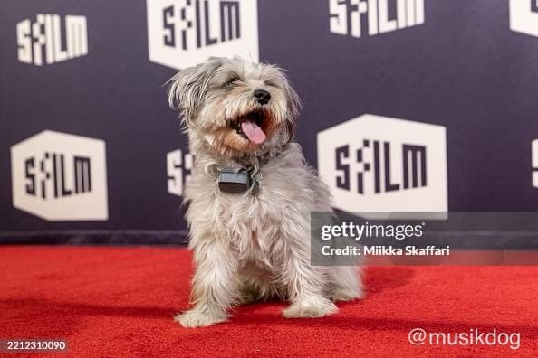 The Pooch Coach - Dog Park in San Francisco, CA | Indoor Dog Park