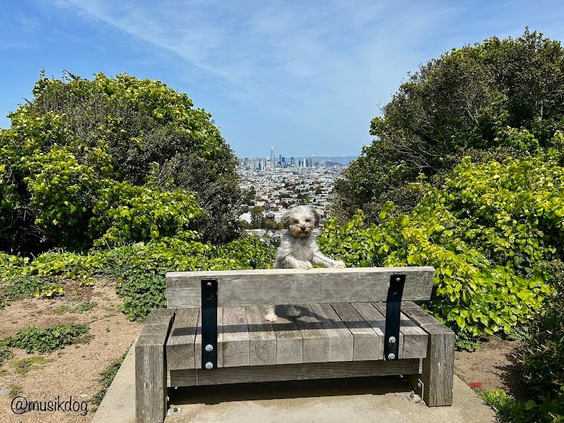 Walter Haas Dog Play Area - Dog Park in San Francisco, CA | Indoor Dog Park