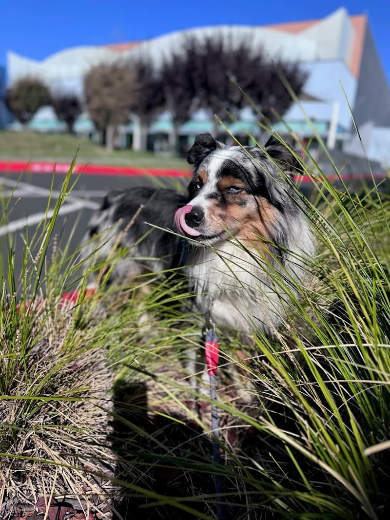 A Pet Villa Dog Boarding and Grooming - Dog Park in Santa Clara, CA | Indoor Dog Park