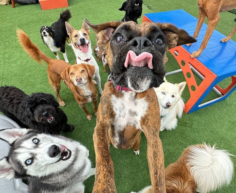 All Dogs In The City Greenpoint - Dog-Friendly Establishment in Brooklyn, NY | Indoor Dog Park