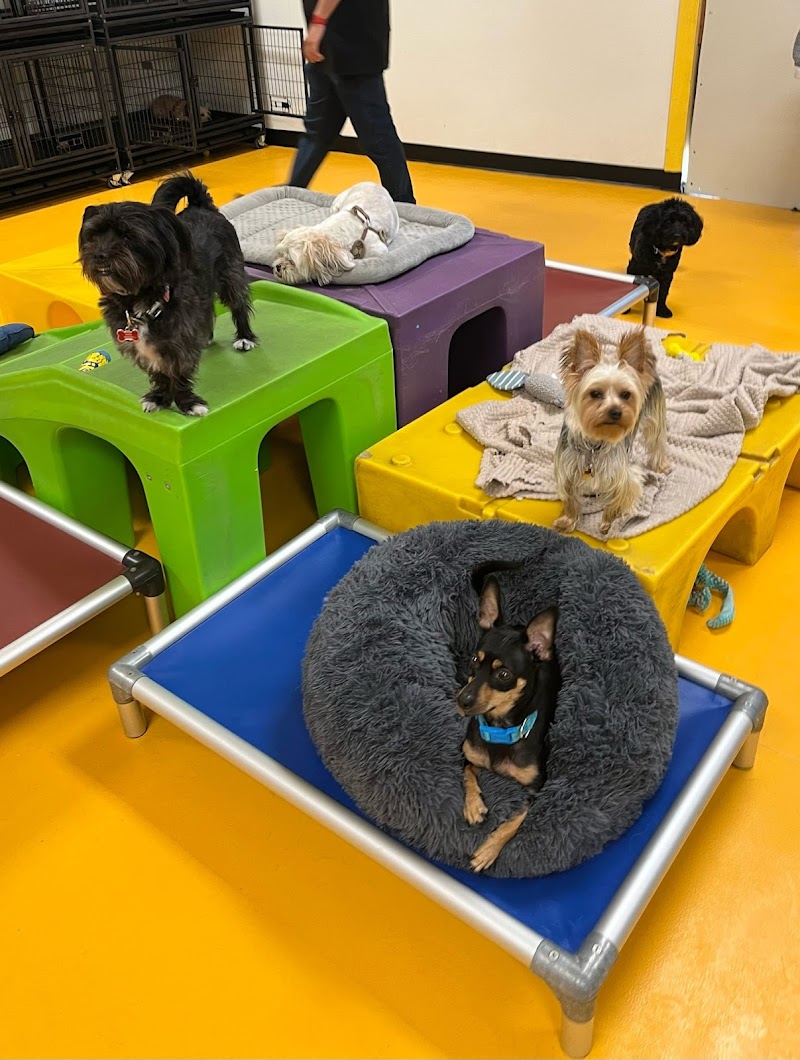 Playland - Indoor Dog Park in Los Angeles, CA | Indoor Dog Park