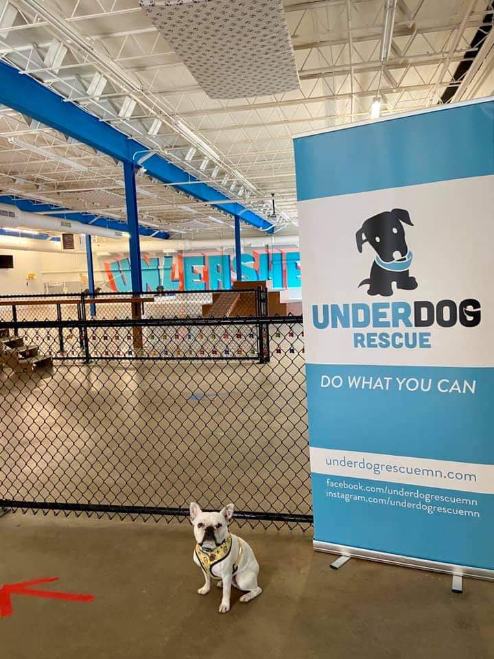 Unleashed Hounds and Hops photo 1