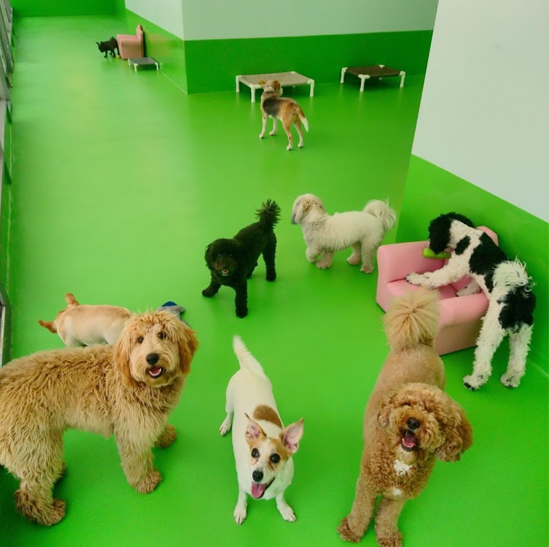 D is for Doggy - Daycare & Grooming - Dog-Friendly Establishment in New York, NY | Indoor Dog Park